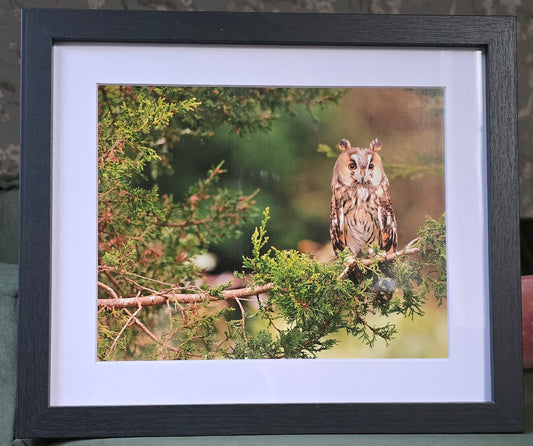 Luxury 10x8 long eared owl digital print, in a 12x10" mount. Choose either framed or mounted, my own original photography