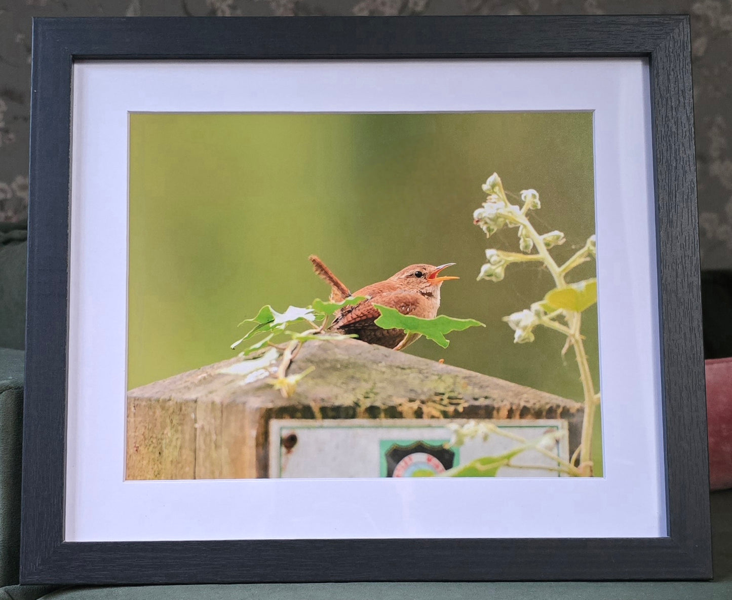 Luxury 10x8 wren digital print, in a 12x10" mount. Choose either framed or mounted, my own original photography