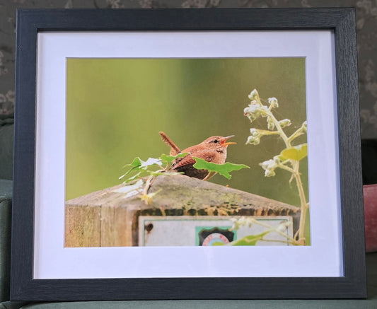Luxury 10x8 wren digital print, in a 12x10" mount. Choose either framed or mounted, my own original photography