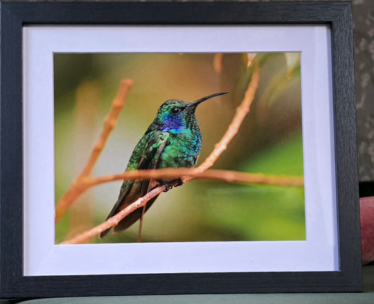 Luxury 10x8 Hummingbird print, in a 12x10" mount. Choose either framed or mounted, my own original photography