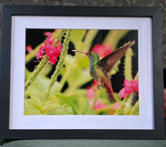 Luxury 10x8 Hummingbird flower print, in a 12x10" mount. Choose either framed or mounted, my own original photography