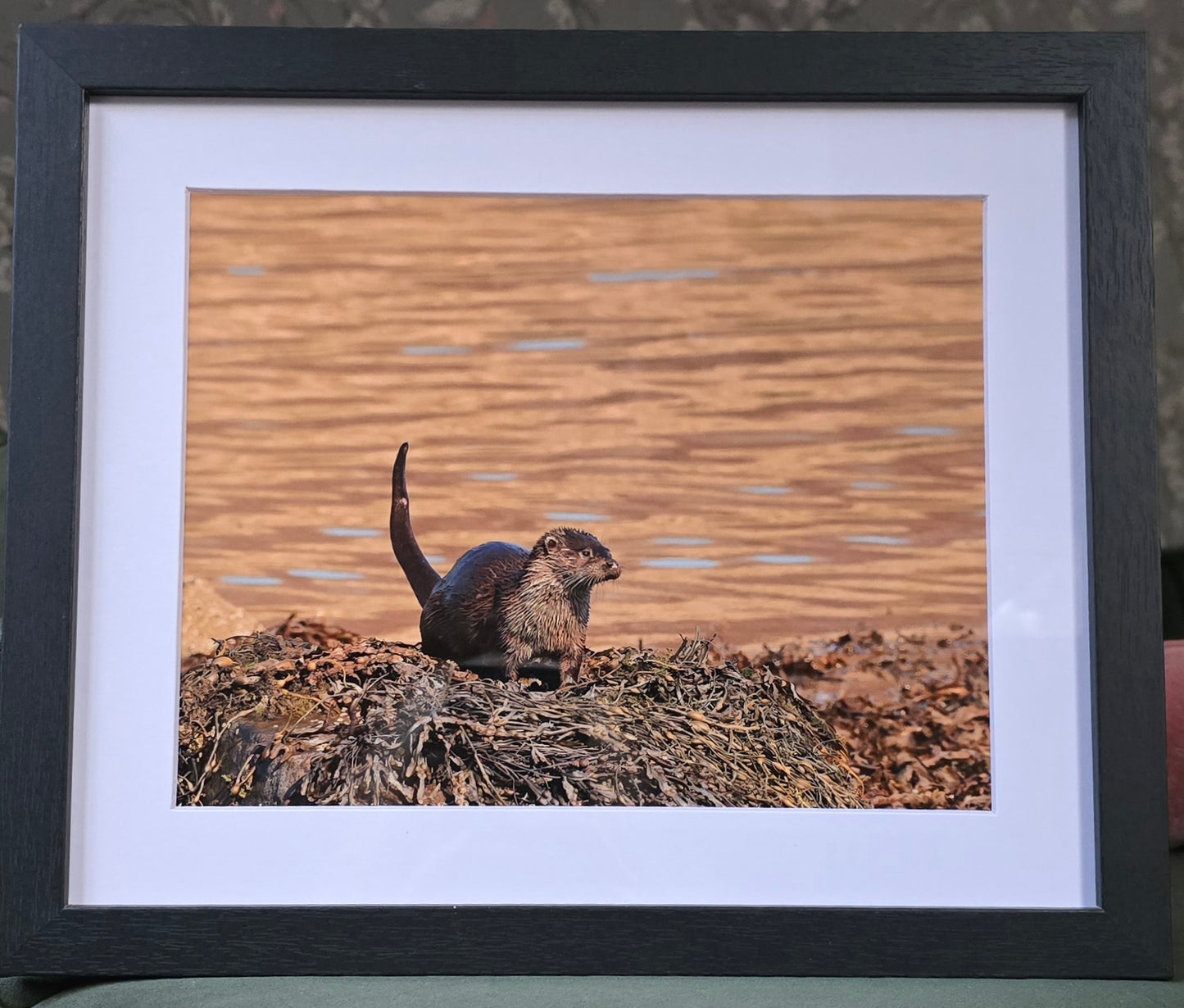 Luxury 10x8 otter digital print, in a 12x10" mount. Choose either framed or mounted, my own original photography