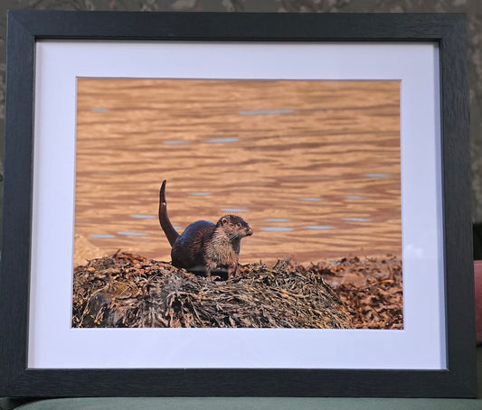 Luxury 10x8 otter digital print, in a 12x10" mount. Choose either framed or mounted, my own original photography