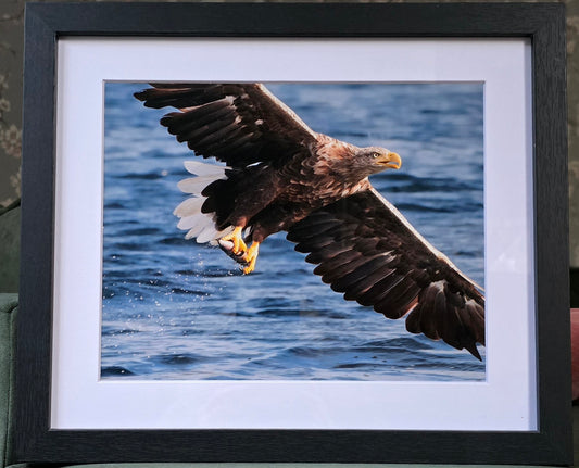 Luxury 10x8 white tailed eagle print, in a 12x10" mount. Choose either framed or mounted, my own original photography