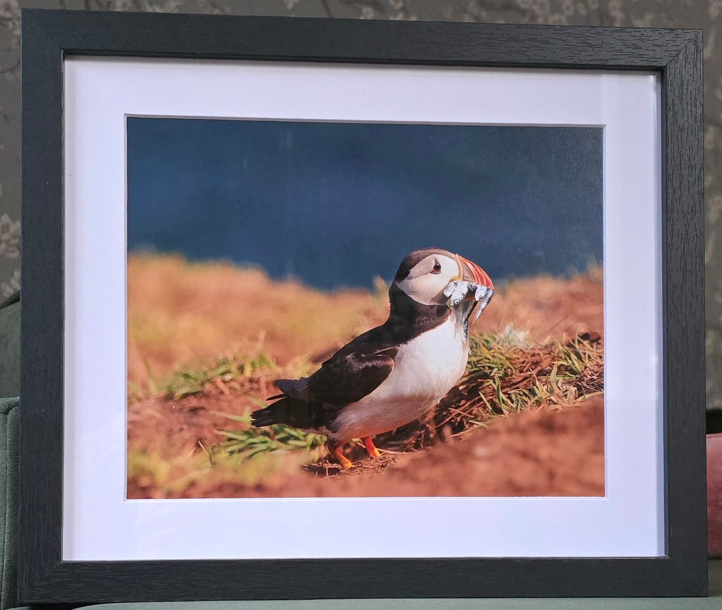 Luxury 10x8 Puffin prints, in a 12x10" mount. Choose either framed or mounted, my own original photography