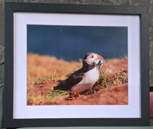 Luxury 10x8 Puffin prints, in a 12x10" mount. Choose either framed or mounted, my own original photography