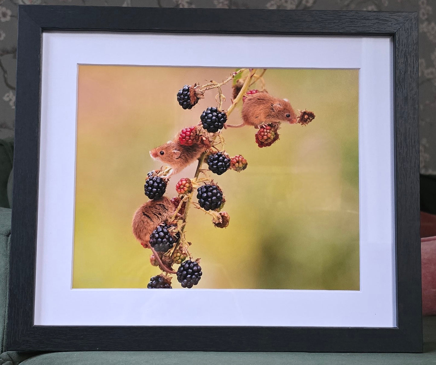 Luxury 10x8 harvest mice mouse digital print, in a 12x10" mount. Choose either framed or mounted, my own original photography