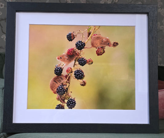 Luxury 10x8 harvest mice mouse digital print, in a 12x10" mount. Choose either framed or mounted, my own original photography