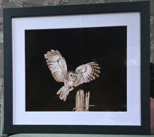 Luxury 10x8 Tawny owl at night print, in a 12x10" mount. Choose either framed or mounted, my own original photography