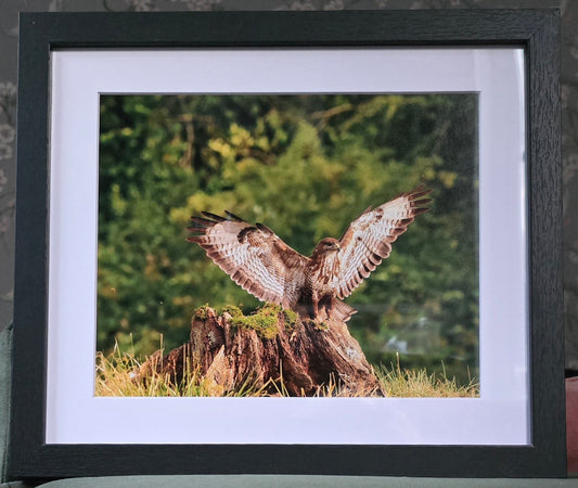 Luxury 10x8 Buzzard bird digital print, in a 12x10" mount. Choose either framed or mounted, my own original photography