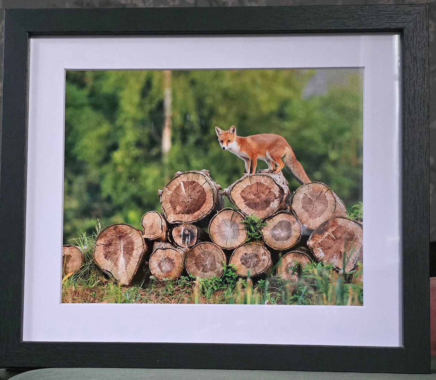 Luxury 10x8 Red Fox digital print, in a 12x10" mount. Choose either framed or mounted, my own original photography