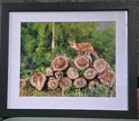 Luxury 10x8 Red Fox digital print, in a 12x10" mount. Choose either framed or mounted, my own original photography
