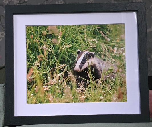 Luxury 10x8 badger print, in a 12x10" mount. Choose either framed or mounted, my own original photography