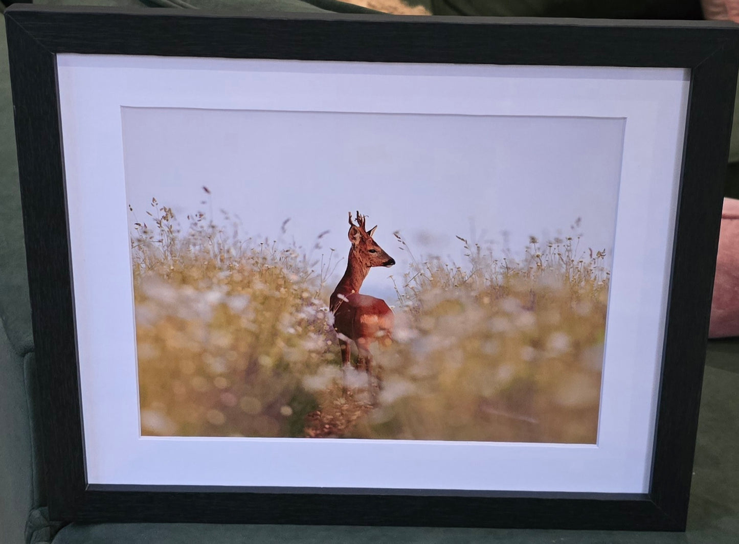 Luxury 10x8 roe deer print, in a 12x10" mount. Choose either framed or mounted, my own original photography