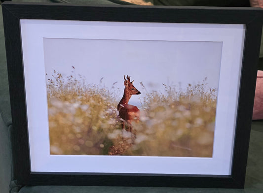 Luxury 10x8 roe deer print, in a 12x10" mount. Choose either framed or mounted, my own original photography