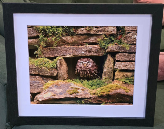 Luxury 10x8 little owl print, in a 12x10" mount. Choose either framed or mounted, my own original photography
