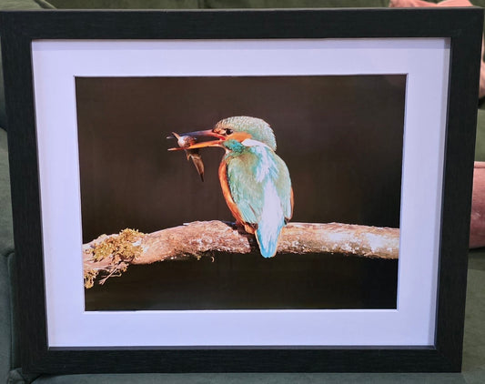 Luxury 10x8 Kingfisher print, in a 12x10" mount. Choose either framed or mounted, my own original photography