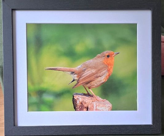 Luxury 10x8 Robin print, in a 12x10" mount. Choose either framed or mounted, my own original photography