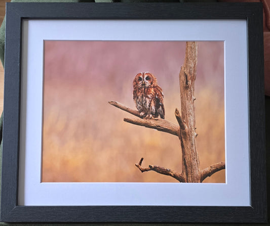 Luxury 10x8 Tawny owl print, in a 12x10" mount. Choose either framed or mounted, my own original photography