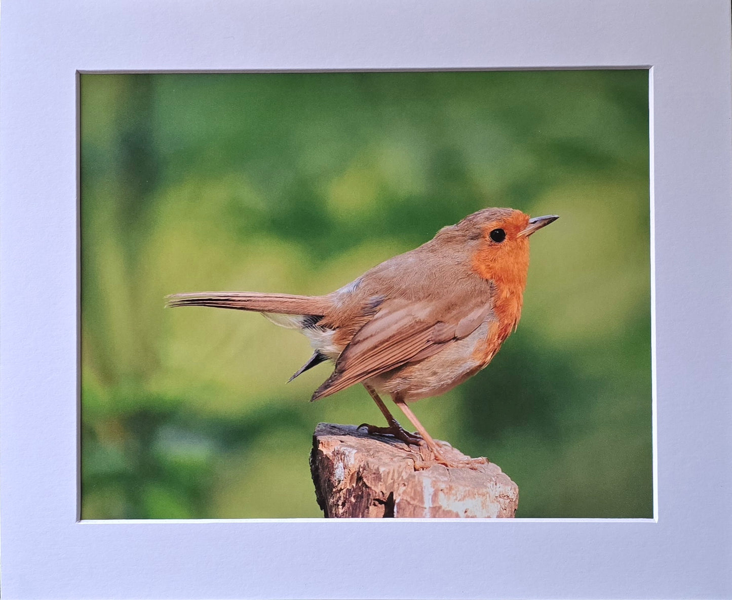 Luxury 10x8 Robin print, in a 12x10" mount. Choose either framed or mounted, my own original photography