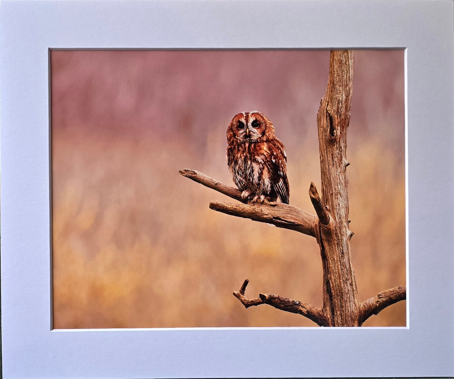 Luxury 10x8 Tawny owl print, in a 12x10" mount. Choose either framed or mounted, my own original photography