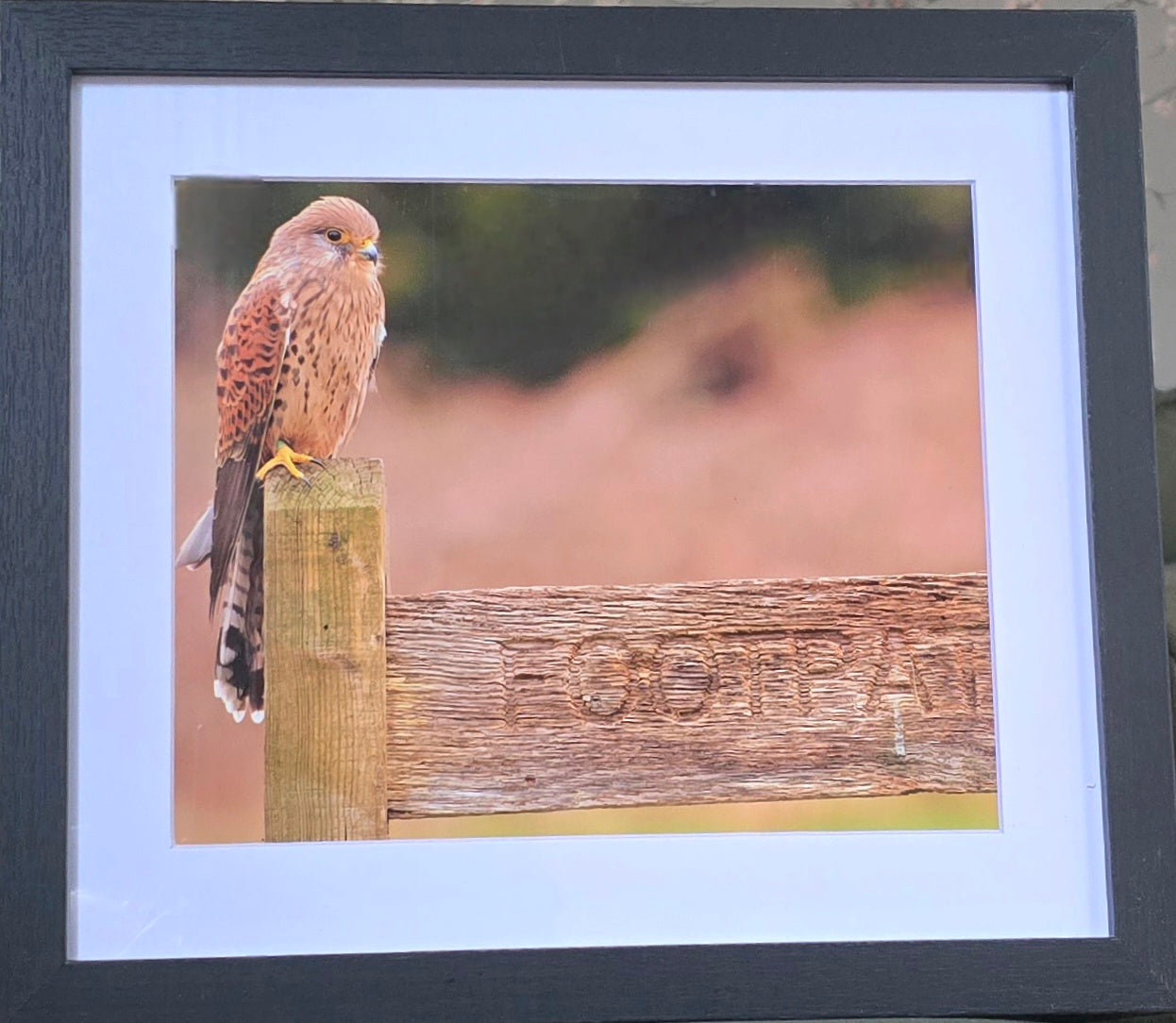 Luxury 10x8 Kestrel print, in a 12x10" mount. Choose either framed or mounted, my own original photography