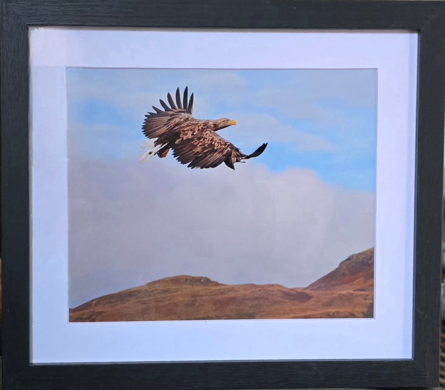 Luxury 10x8 White Tailed Eagle print, in a 12x10" mount. Choose either framed or mounted, my own original photography