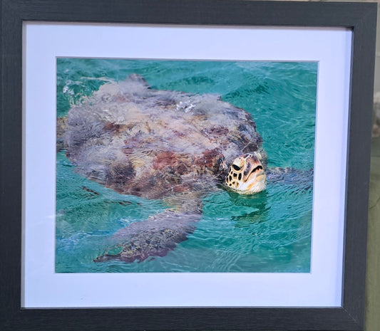 Luxury 10x8 Turtle print, in a 12x10" mount. Choose either framed or mounted, my own original photography