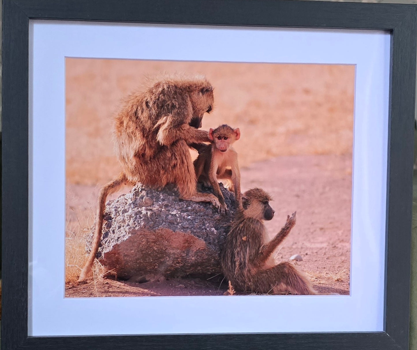 Luxury 10x8 Monkey print, in a 12x10" mount. Choose either framed or mounted, my own original photography