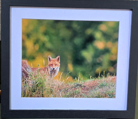 Luxury 10x8 Red Fox print, in a 12x10" mount. Choose either framed or mounted, my own original photography