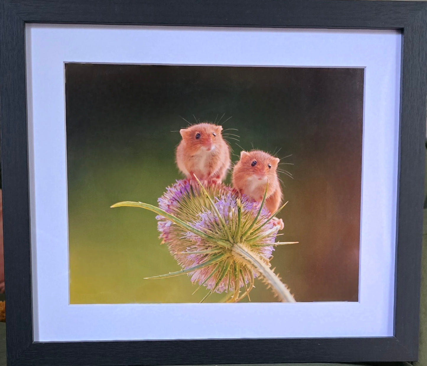 Luxury 10x8 Harvest mice mouse print, in a 12x10" mount. Choose either framed or mounted, my own original photography