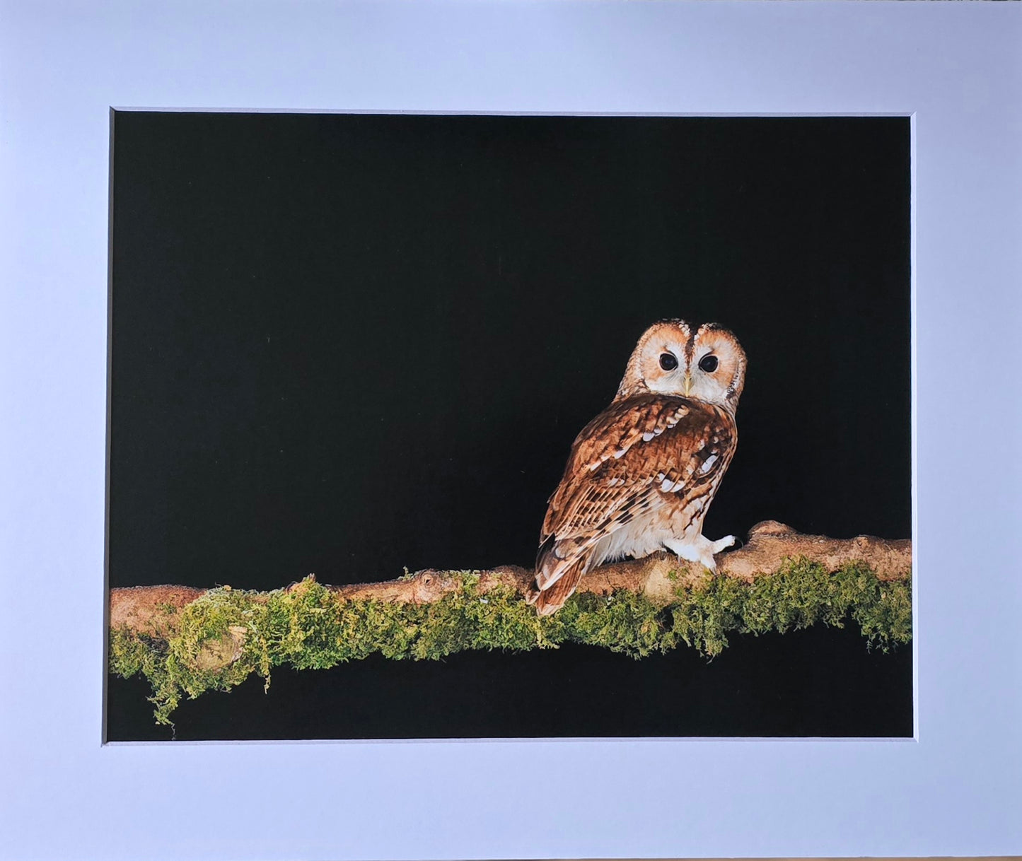 Luxury 10x8 Tawny Owl perched print, in a 12x10" mount. Choose either framed or mounted, my own original photography