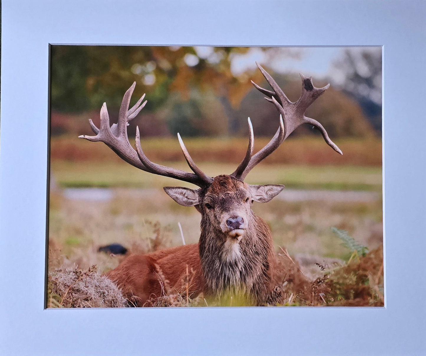 Luxury 10x8 Stag Deer print, in a 12x10" mount. Choose either framed or mounted, my own original photography