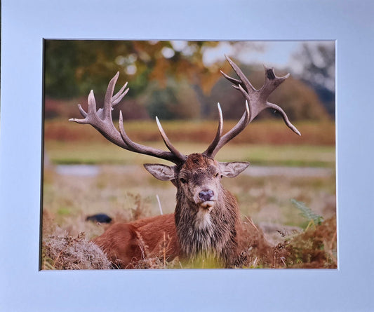 Luxury 10x8 Stag Deer print, in a 12x10" mount. Choose either framed or mounted, my own original photography