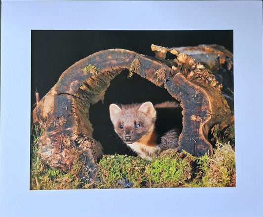 Luxury 10x8 Pine Martin in log print, in a 12x10" mount. Choose either framed or mounted, my own original photography
