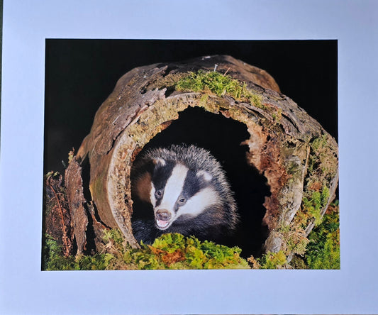 Luxury 10x8 Badger 2 print, in a 12x10" mount. Choose either framed or mounted, my own original photography