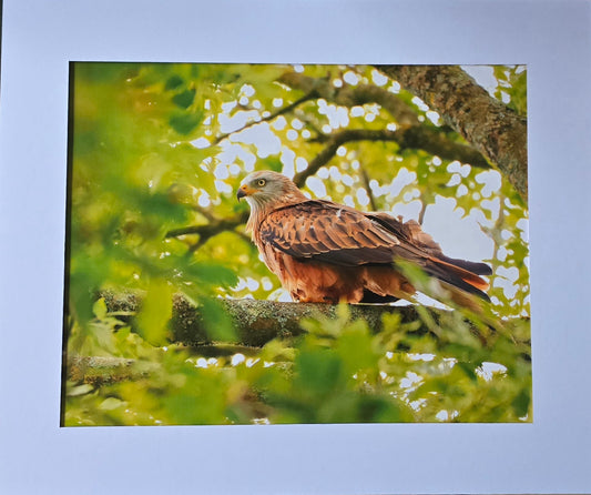 Luxury 10x8 Red Kite print, in a 12x10" mount. Choose either framed or mounted, my own original photography