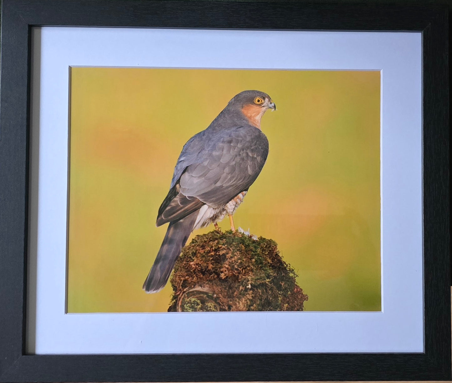 Luxury 10x8 Sparrowhawk print, in a 12x10" mount. Choose either framed or mounted, my own original photography
