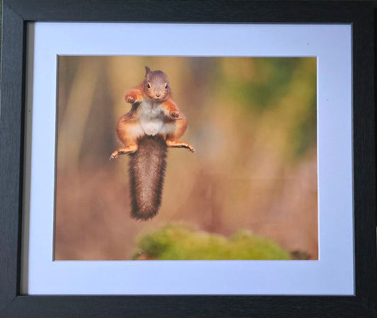 Luxury 10x8 Red Squirrel jumping print, in a 12x10" mount. Choose either framed or mounted, my own original photography