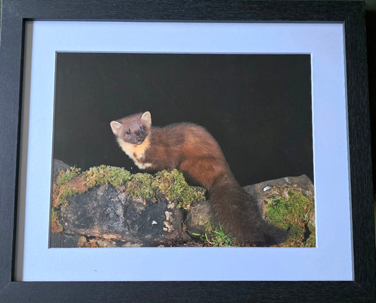 Luxury 10x8 Pine Martin on wall print, in a 12x10" mount. Choose either framed or mounted, my own original photography