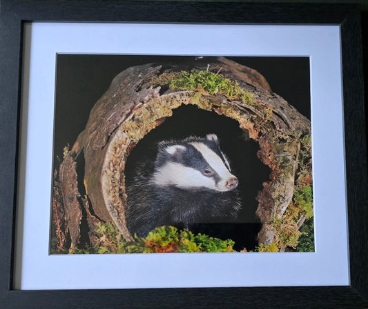 Luxury 10x8 Badger print, in a 12x10" mount. Choose either framed or mounted, my own original photography