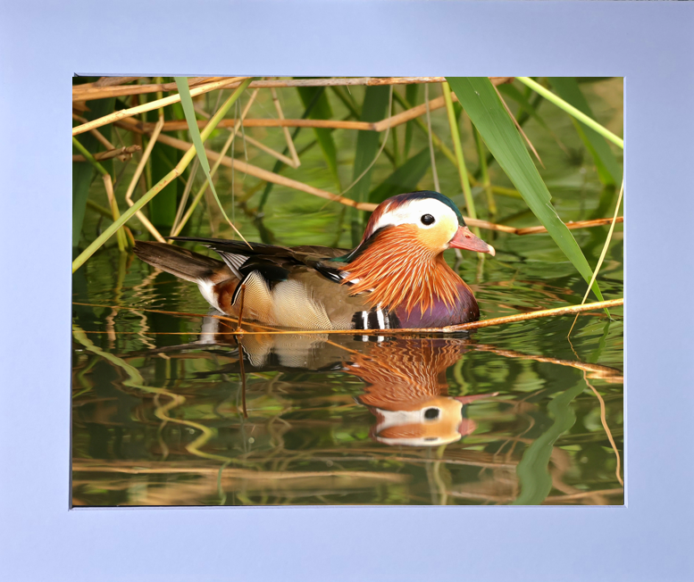 Luxury 10x8 Mandarin Duck print, in a 12x10" mount. Choose either framed or mounted, my own original photography