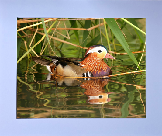 Luxury 10x8 Mandarin Duck print, in a 12x10" mount. Choose either framed or mounted, my own original photography