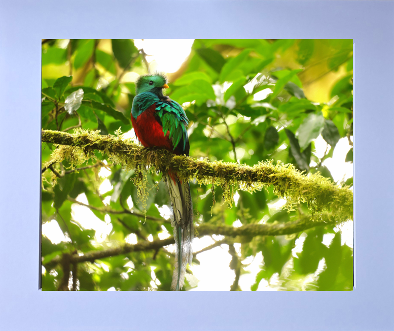 Luxury 10x8 Quetzal print, in a 12x10" mount. Choose either framed or mounted, my own original photography