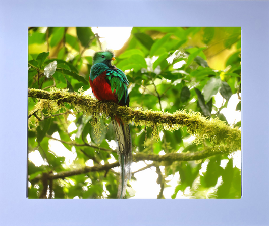 Luxury 10x8 Quetzal print, in a 12x10" mount. Choose either framed or mounted, my own original photography