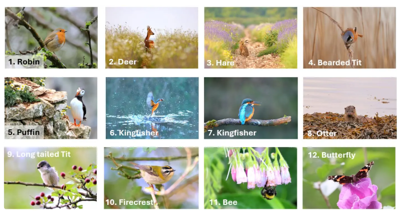 Choose your own x6 Handmade wildlife photography luxury blank greeting cards | photo prints | British wildlife | Robin, Puffin, Kingfisher