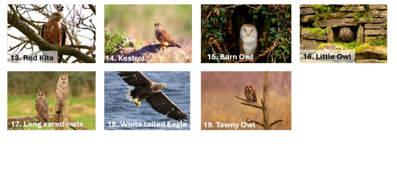 Choose your own x6 Handmade wildlife photography luxury blank greeting cards | photo prints | British wildlife | Robin, Puffin, Kingfisher