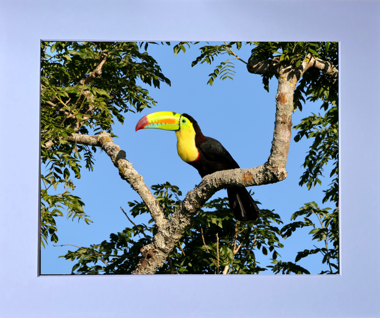 Luxury 10x8 Toucan print, in a 12x10" mount. Choose either framed or mounted, my own original photography