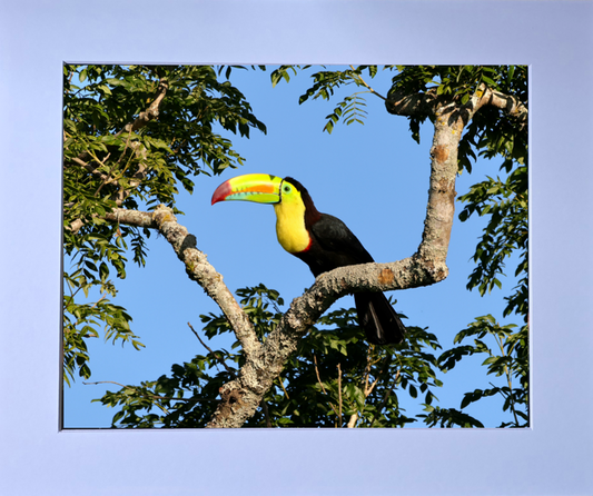 Luxury 10x8 Toucan print, in a 12x10" mount. Choose either framed or mounted, my own original photography
