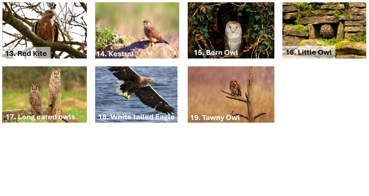 Choose your own Handmade wildlife photography luxury blank greeting card | 19+ photo prints | British wildlife | Robin, Puffin, Kingfisher, Owl, Otter